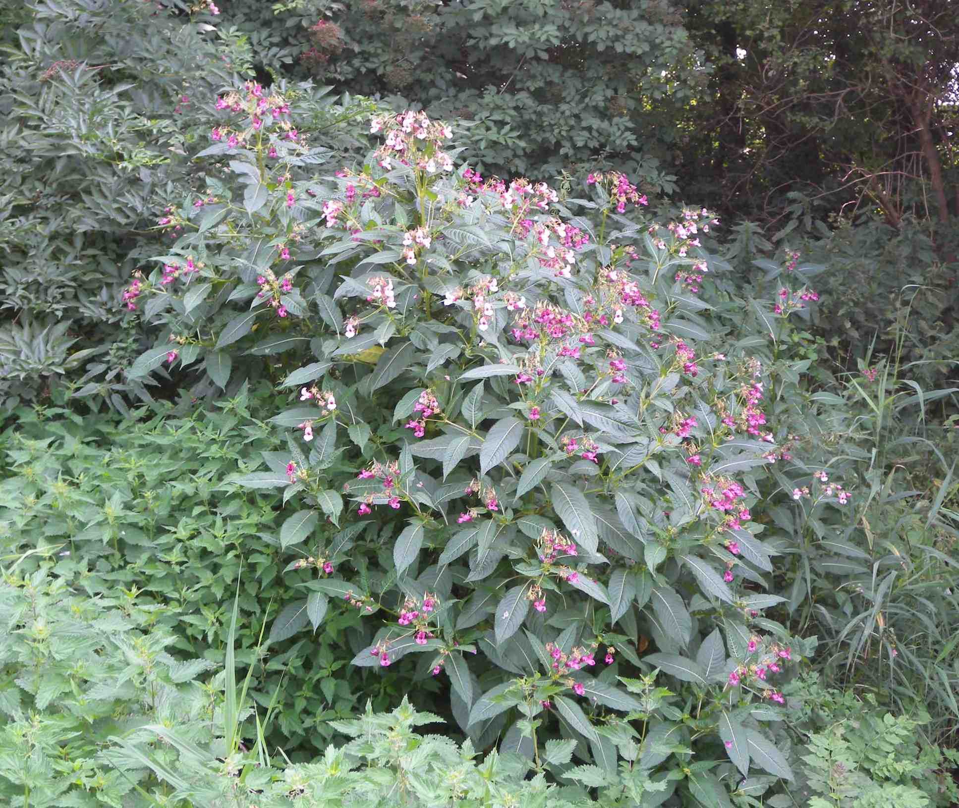 pianta olandese - Impatiens glandulifera